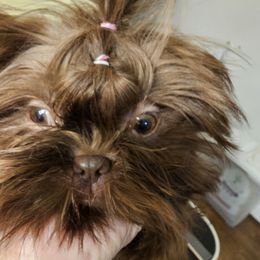 Willow - Shih Tzu