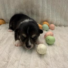 Light blue - Black and tan female Pembroke Welsh Corgi puppy in Abingdon, Virginia from Em-K Kennels