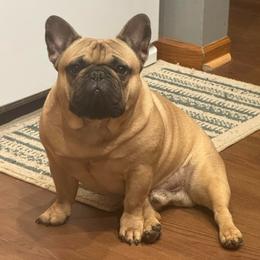 Teddy - French Bulldog