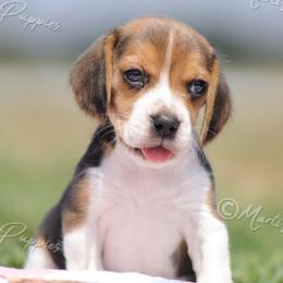 AKC 'Magic' - Black tan and white male Beagle puppy in Lamar, Missouri from Marti Acres ~ Boston Terrier & Beagles