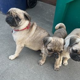 Pugs from Hammack's Pugs
