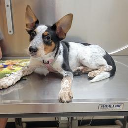 Australian Cattle Dog Puppies from Southern Oregon Heelers