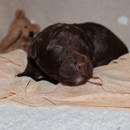 Wonka Bar - Phantom male Bernedoodle puppy in Ohio from Moore Doodles