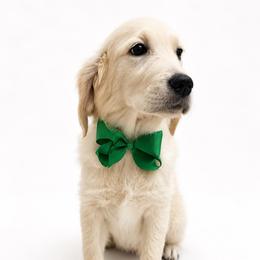 Oscar - Light golden male Golden Retriever puppy in Chicago, Illinois from Urbane Retrievers