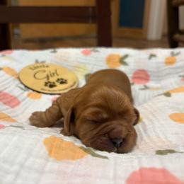 Girl 5 - Ruby female Cavalier King Charles Spaniel puppy in Solon, Iowa from Hickory House Cavaliers