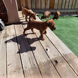 Irish Terrier Puppies from Kimerik Irish Terriers