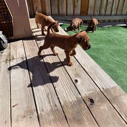 Irish Terrier Puppies from Kimerik Irish Terriers
