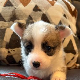 Padme - Fawn female Pembroke Welsh Corgi puppy in Battle Ground, Washington from Westbrooke Kennels