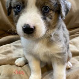 Miniature Australian Shepherd Puppies from 4J Aussies