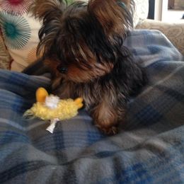 Yorkshire Terrier Puppies from Island lake Yorkies