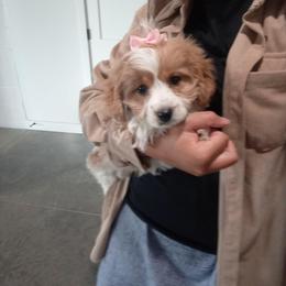 Cavachon and Poodle Puppies from My Furry Friends