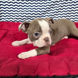 Bingo - Lilac female Boston Terrier puppy in Millers Creek, North Carolina from Tumbling Shoals Hilltop Bostons