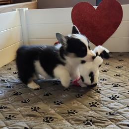 Emerald (Emmy) - Black and tan female Pembroke Welsh Corgi puppy in Salem, Oregon from Peakaview Corgis