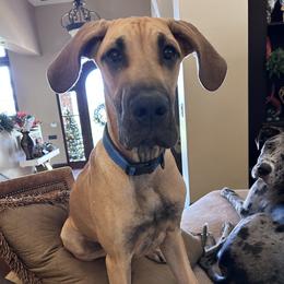 Great Dane Puppies from Noctua Kennels