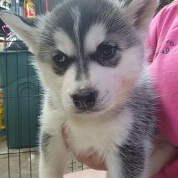 Siberian Husky Puppies from Spirit of the Moon Siberians