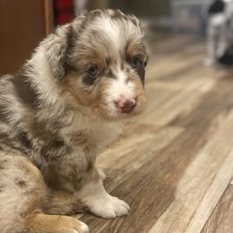 Boy 1 - Red merle Australian Shepherd puppy in Surprise, Arizona from Magley Ranch Aussies