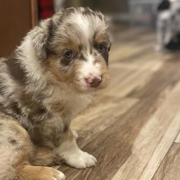Boy 1 - Red merle Australian Shepherd puppy in Surprise, Arizona from Magley Ranch Aussies