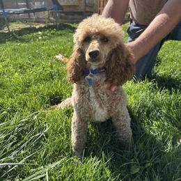 Jenny - Poodle