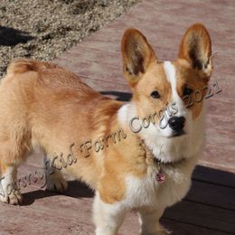Hans - Pembroke Welsh Corgi