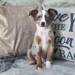 Skittles - Blue merle female Miniature Australian Shepherd puppy in Killen, Alabama from Wilkers Wholehearted Mini Aussies
