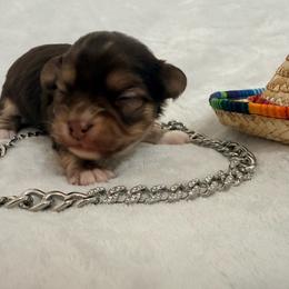 Winchester - Chocolate and white male Chihuahua puppy in Seneca, Missouri from Stephanie’s Puppy Colony