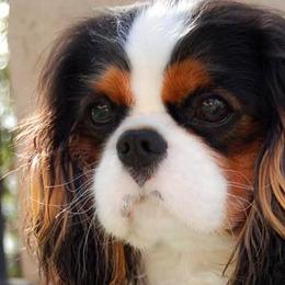Dolly - Cavalier King Charles Spaniel