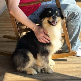 Homer - Miniature Australian Shepherd
