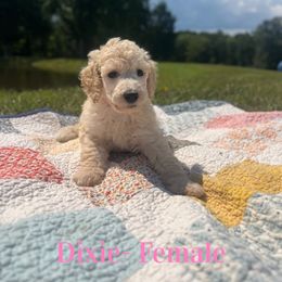 Dixie (Light Pink) - Apricot female Poodle puppy in West Monroe, Louisiana from Diamond M Poodles and Doodles
