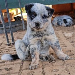 Cayenne - Blue mottled female Australian Cattle Dog puppy in China Grove, North Carolina from Indigojos Australian Cattle Dogs