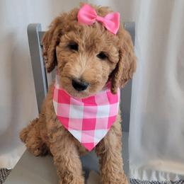 Yellow Collar - Red  female Goldendoodle puppy in Lincoln, California from Lincoln Goldendoodles