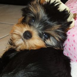 Yorkshire Terrier Puppies from Panache Yorkies