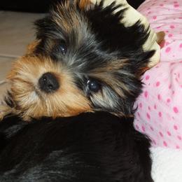 Yorkshire Terrier Puppies from Panache Yorkies