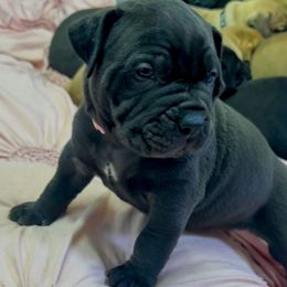 Light pink collar female - Black female Boerboel puppy in Rockford, Illinois from Adoraboerboels