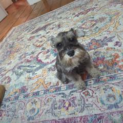 Girl 3 - Black Miniature Schnauzer puppy in New Windsor, Maryland from Classic Miniature Schnauzers
