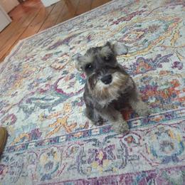 Girl 3 - Black Miniature Schnauzer puppy in New Windsor, Maryland from Classic Miniature Schnauzers