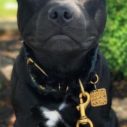 Staffordshire Bull Terriers from Patriot Staffs Staffordshire Bull Terriers
