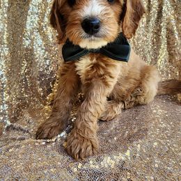 Goldendoodle Puppies from KK's Doodle Bunch