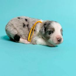 Pearl - Blue merle female Australian Shepherd puppy in Placerville, California from BFF Aussies