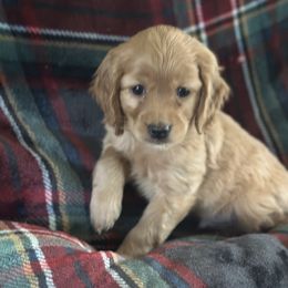 Buddy - Red  male Goldendoodle puppy in Waynesboro, Virginia from Forest Creek Kennel