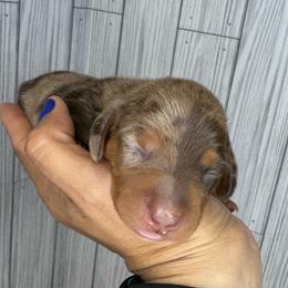 Chocolate Tan Dapple - Dapple female Dachshund puppy in North Auburn, California from Northern Doxie