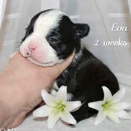 Girl 2 - Black and white female Boston Terrier puppy in North Central, Vermont from Windy Valley’s Bostons