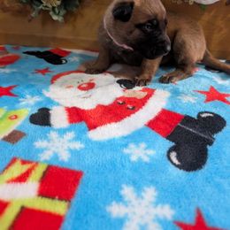 Girl 3 - Mahogany female Belgian Malinois puppy in Paynes Corner, Virginia from Von-Zito Belgian Malinois