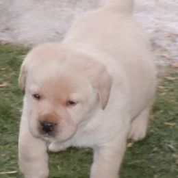 Labrador Retrievers from Splash Labradors