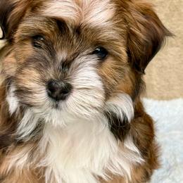 Contessa - Red sable female Havanese puppy in Wappapello, Missouri from Titanium Havanese LLC