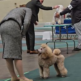 Poodle and Scottish Terrier Puppies from Conundrums Kennels