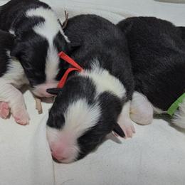 Male 2 - Black and white male Border Collie puppy in Live Oak, Florida from K&R RANCH KENNELS