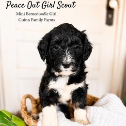 Peace out Girl Scout - Tri-color female Bernedoodle puppy in Grove, Oklahoma from Guinn Family Farms