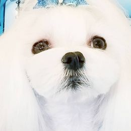 Maltese from Always Maltese
