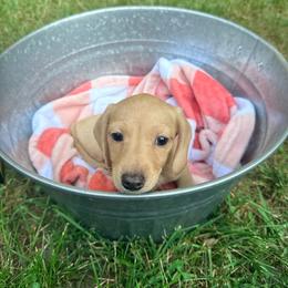 Girl 2 - Cream female Dachshund puppy in Crossville, Tennessee from Golden Mini Farm