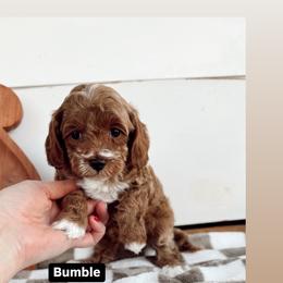 Bumble - Red male Cavapoo puppy in Mesa, Arizona from Pedersendoodles